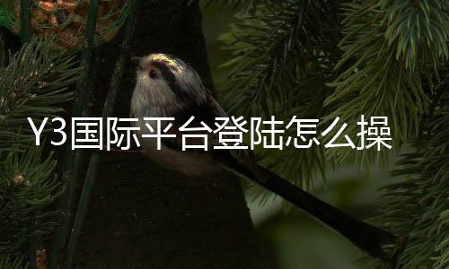 Y3国际平台登陆怎么操作?新手注册、账号登录与常见问题快速解决